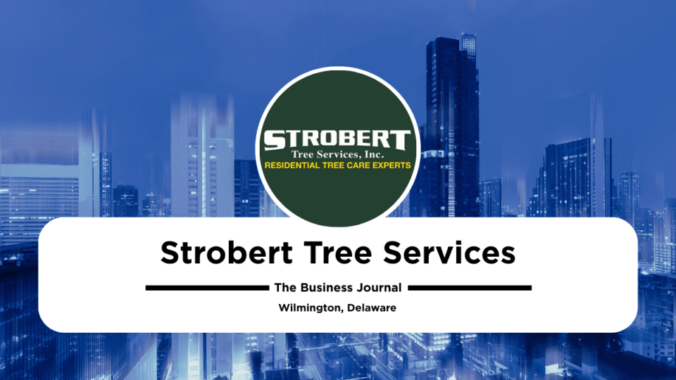 Strobert Tree Services Deploys 170-Foot Cranes for Low-Impact Tree Removal in Delaware and Southeast PA